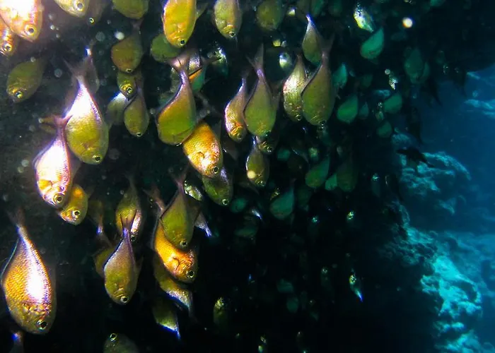 Deep Blue Divers